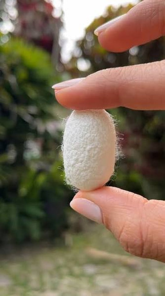 Capullo de seda, materia prima natural