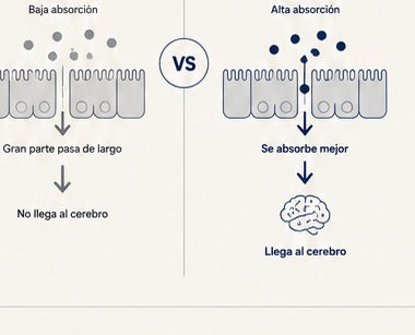 Absorción del magnesio: baja absorción vs alta absorción que llega al cerebro