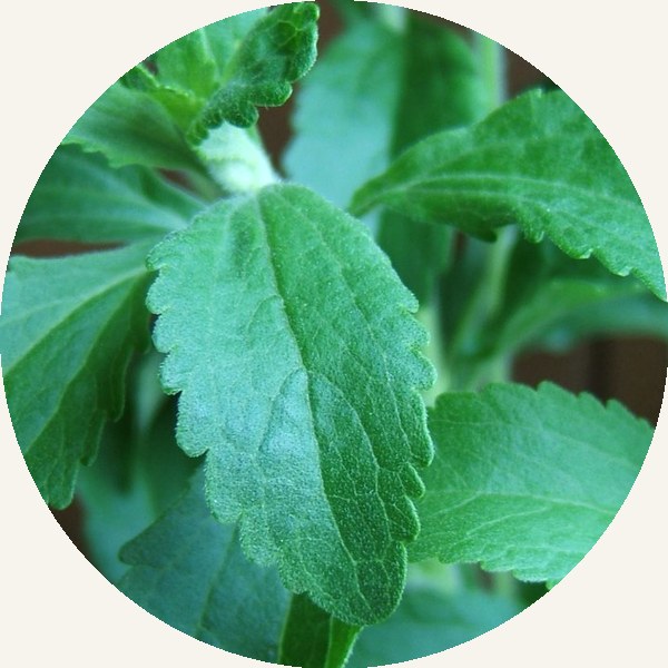 Stevia
