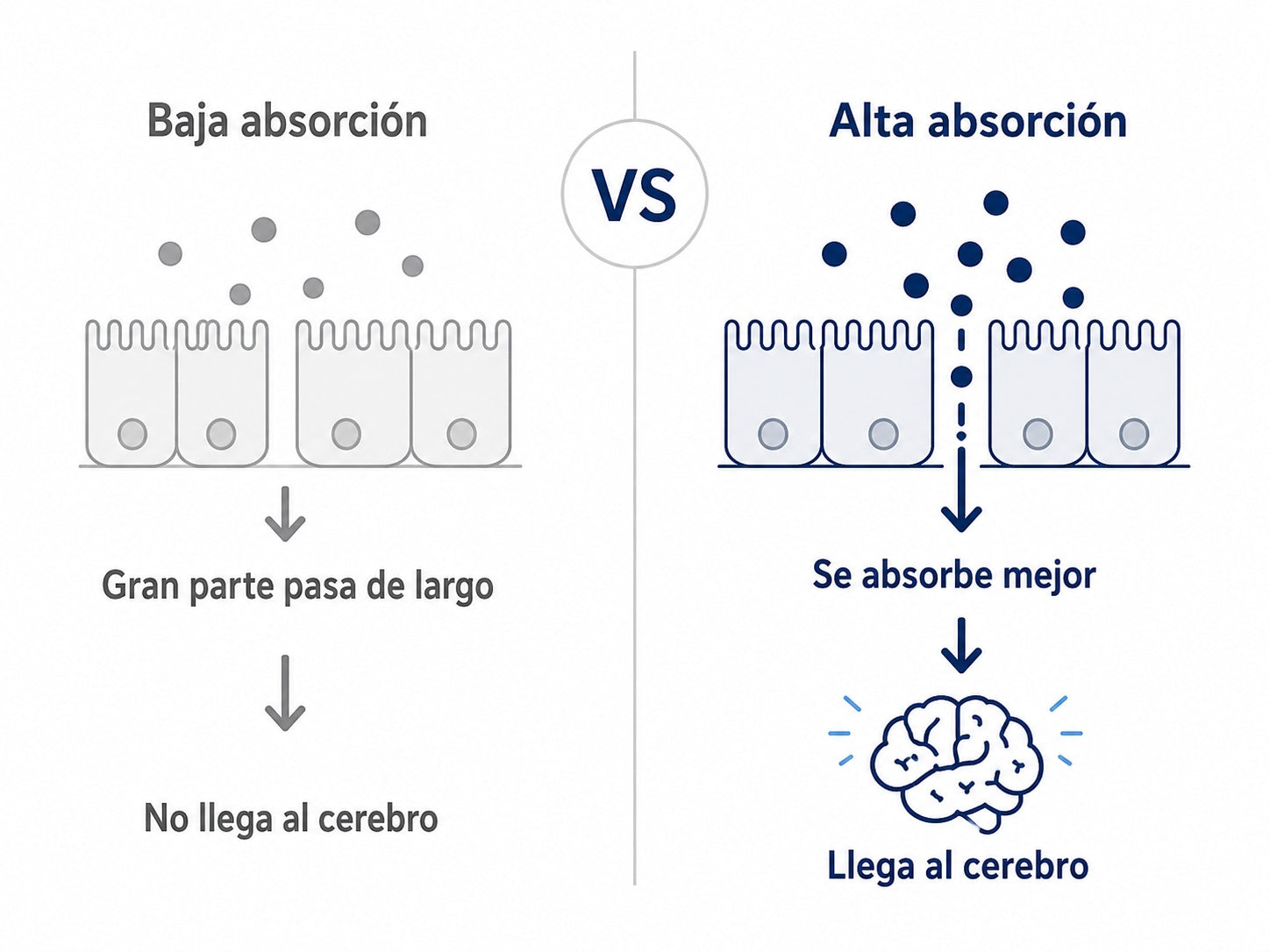 Absorción del magnesio: baja absorción vs alta absorción que llega al cerebro